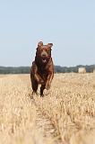 LABRADOR 007